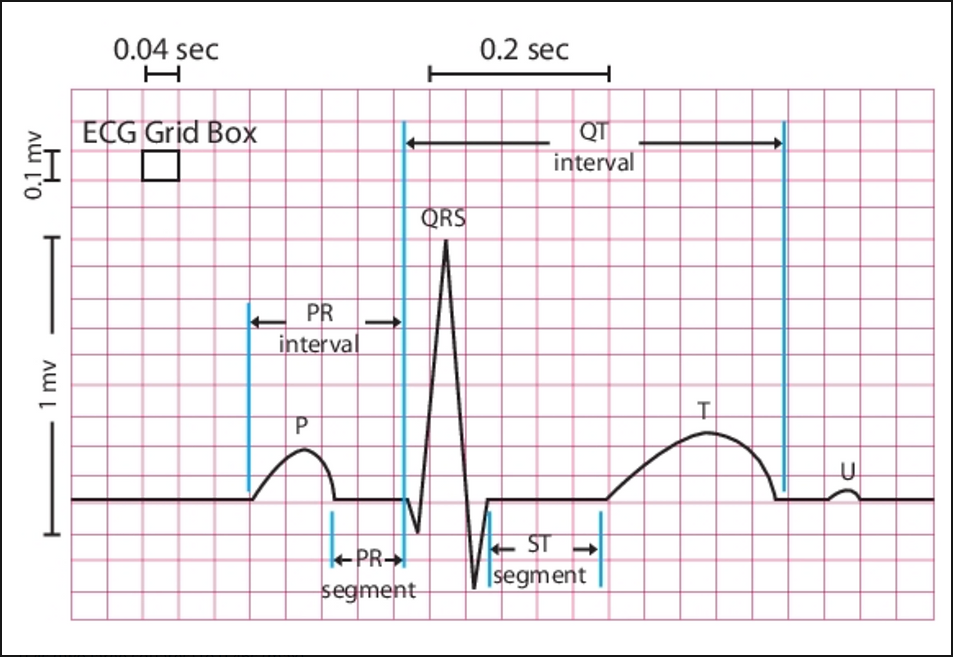 ECG Synthesizer (ECG_SYN)